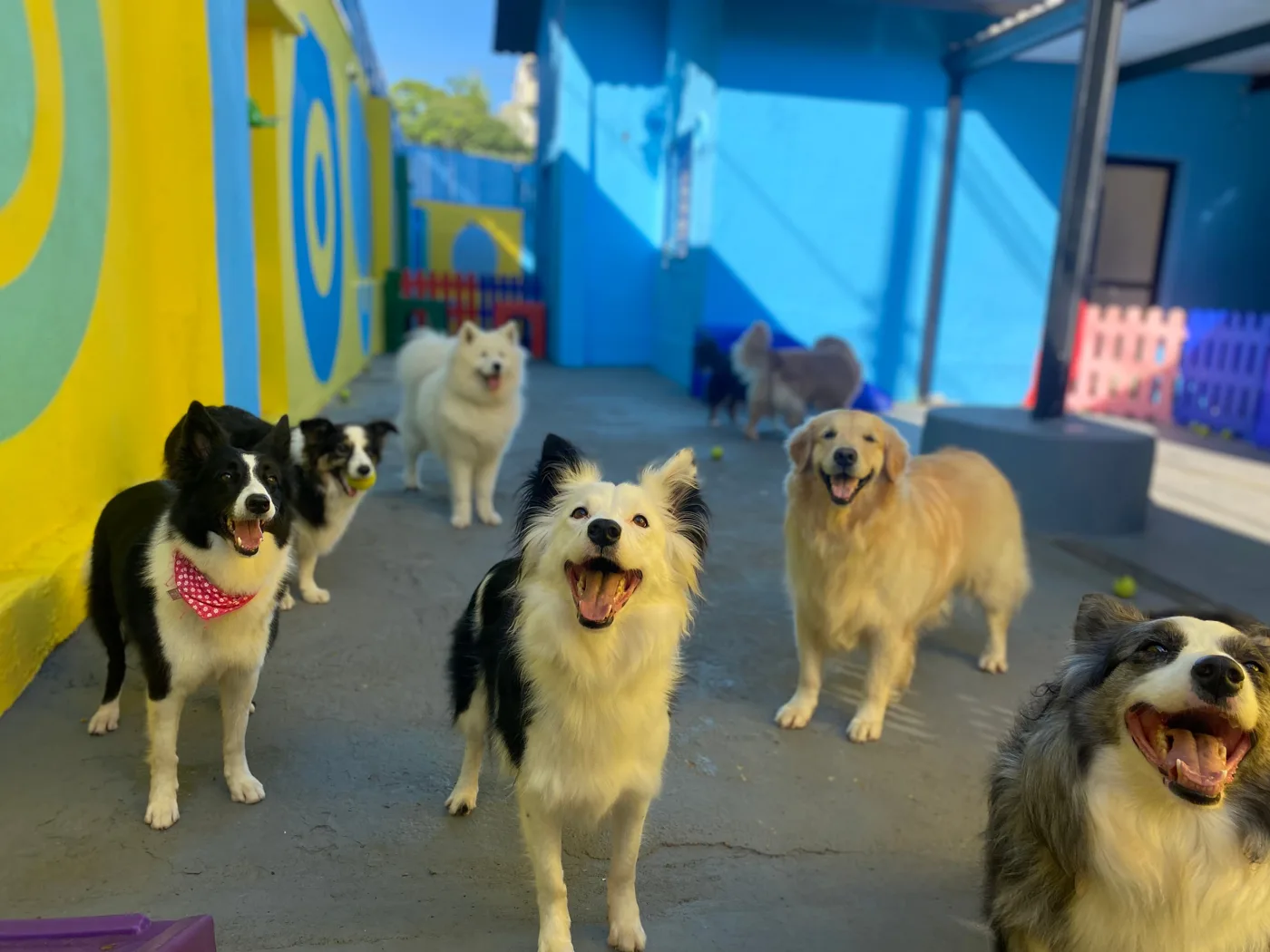 Turma de cães reunida no pátio da Good Times