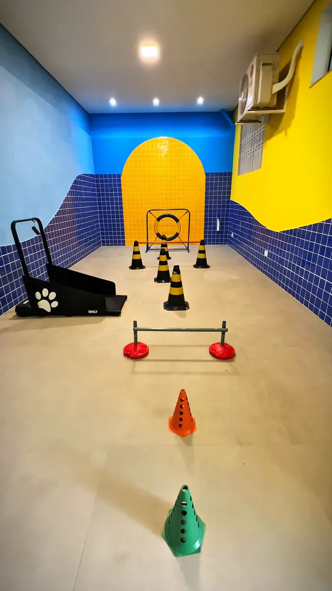 Sala de agility com cones, obstáculos, arco e esteira