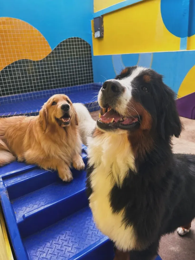 Bernese deitado tranquilo depois da brincadeira