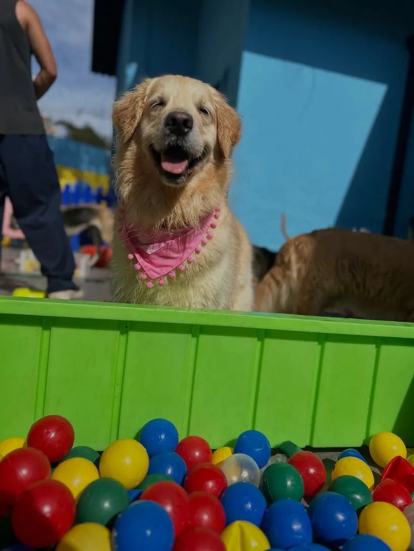 Golden retriever na piscina de bolinhas