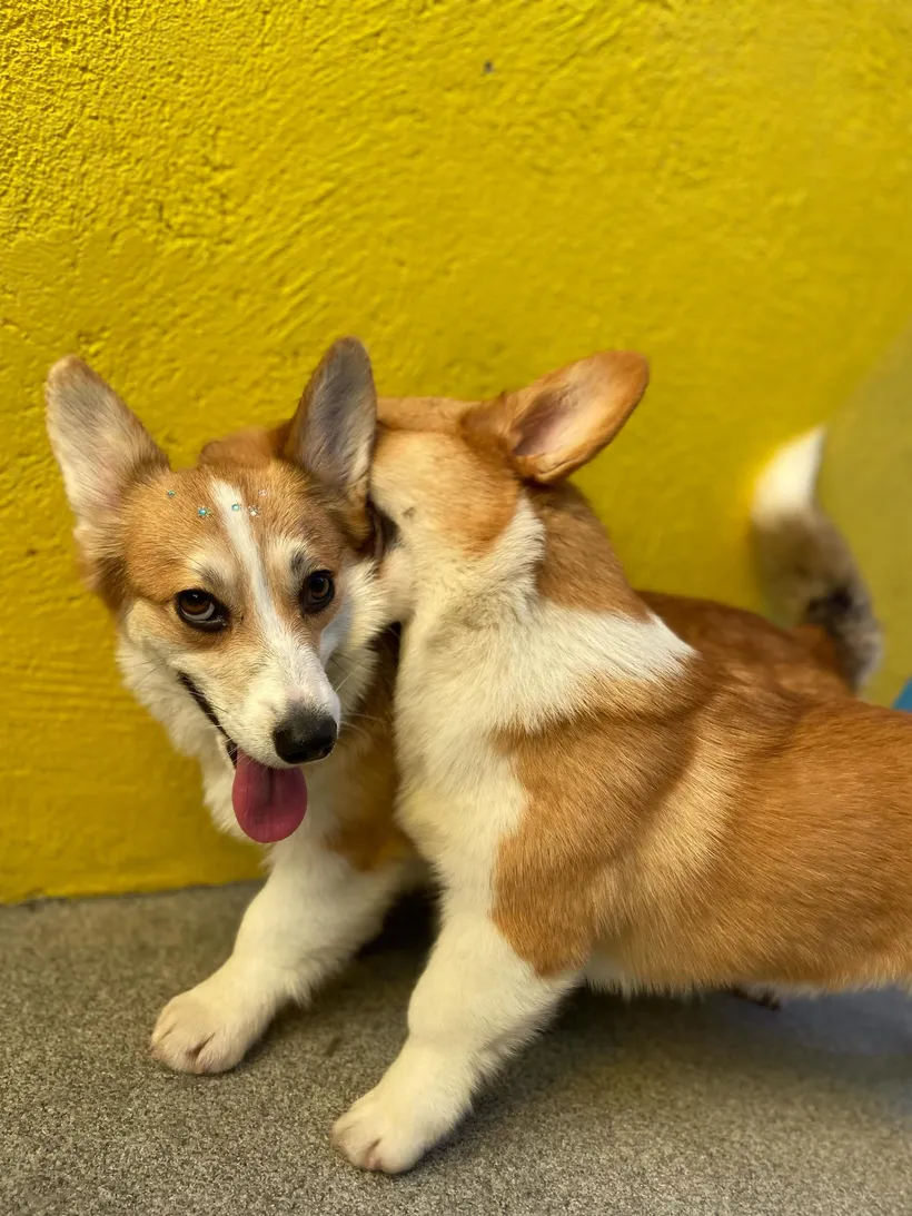 Dois corgis juntinhos em frente à parede amarela