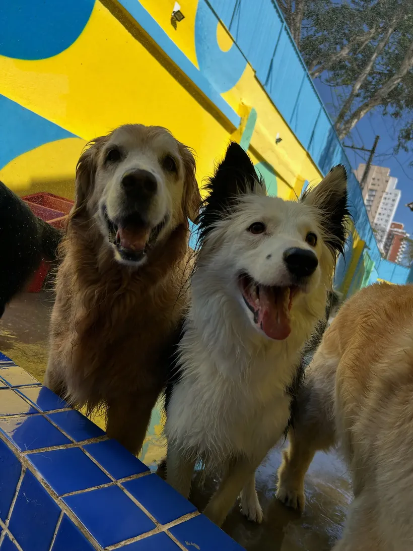 Golden retriever e border collie sorrindo no pátio