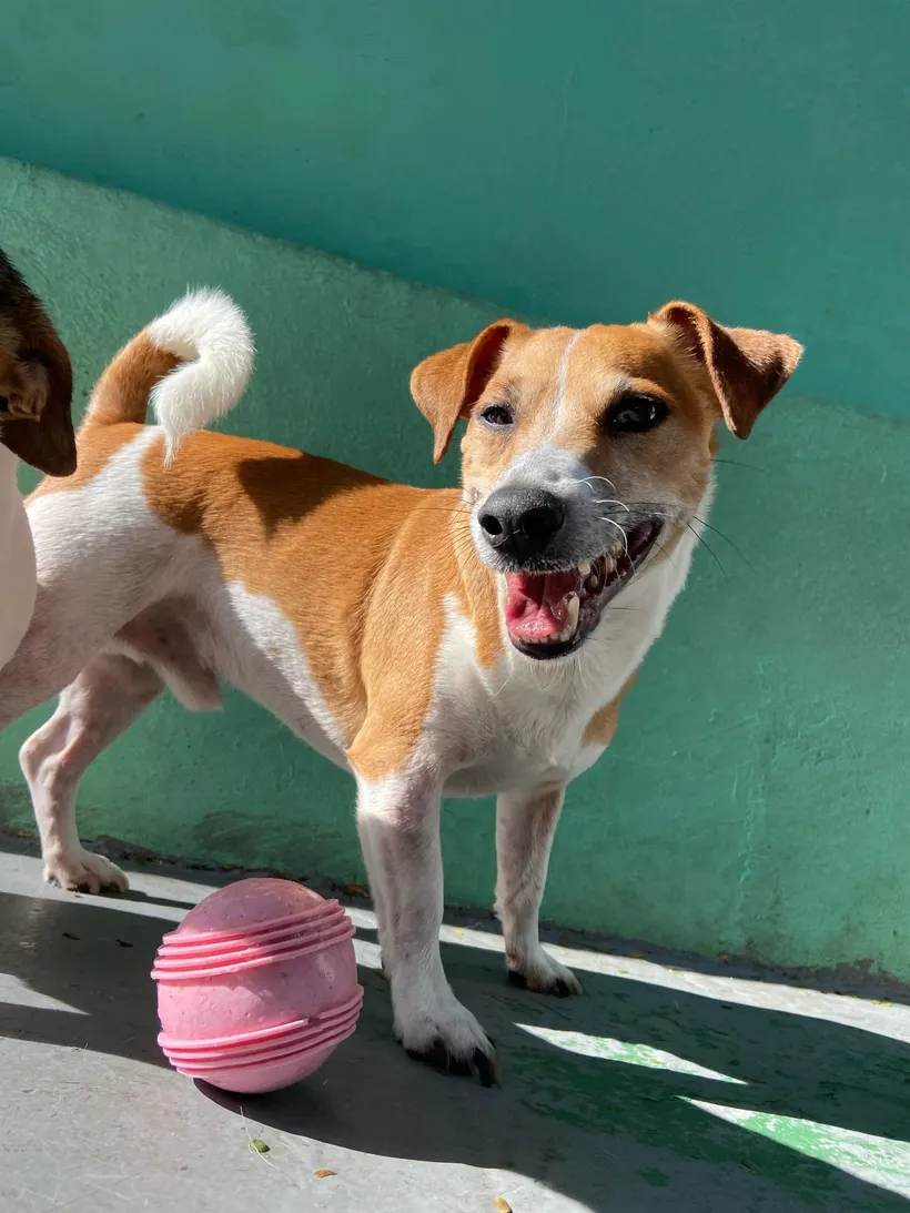 Jack Russell correndo no pátio coberto da Good Times