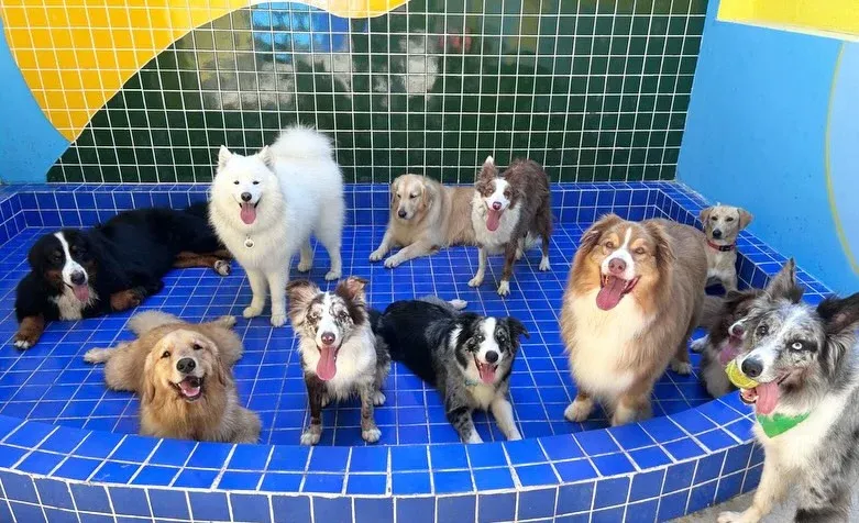 Turma de cães reunida na piscina de azulejo azul