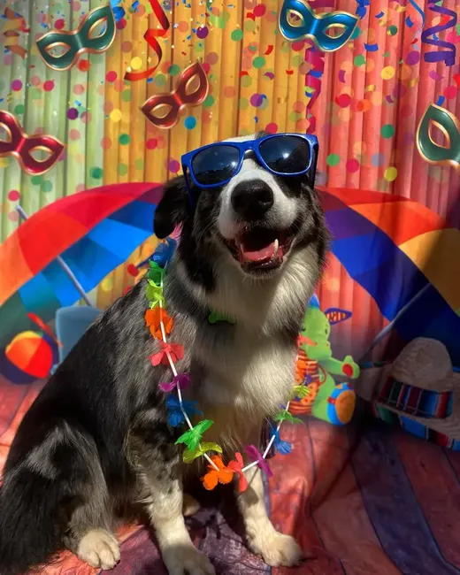 Border collie de óculos escuros e colar havaiano no cenário de carnaval