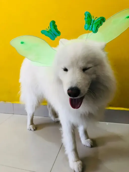 Samoieda com asinhas de borboleta no carnaval