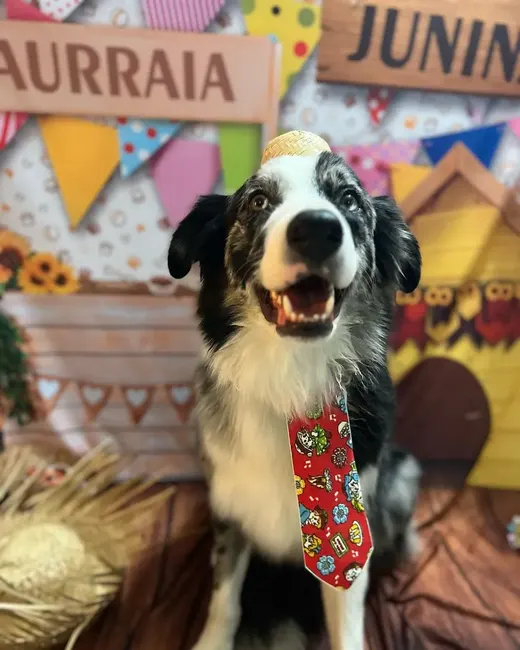 Border collie de gravata no arraiá