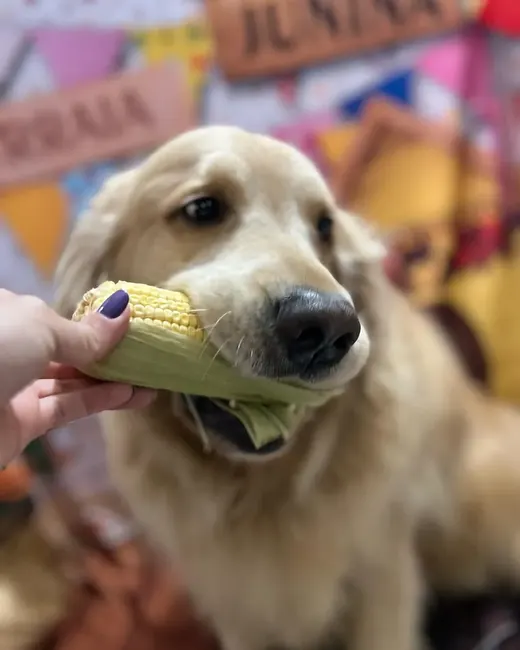 Golden retriever mordendo uma espiga de milho