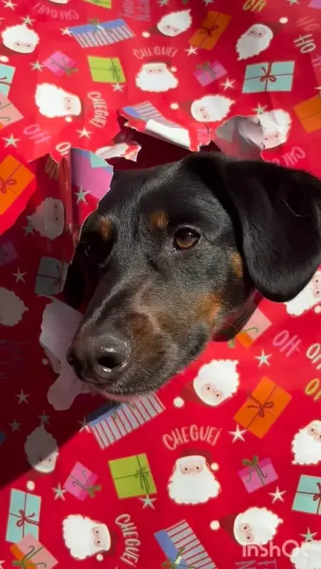 Cão preto e caramelo sorrindo entre papel de presente de Natal