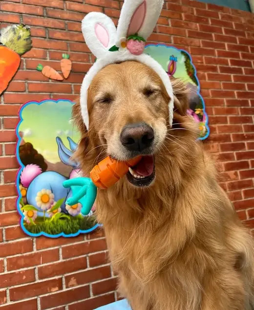 Golden retriever com tiara de orelha de coelho e cenoura de brinquedo