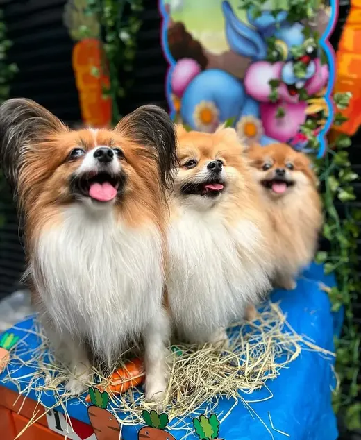 Dois lulus-da-pomerânia no cenário de Páscoa