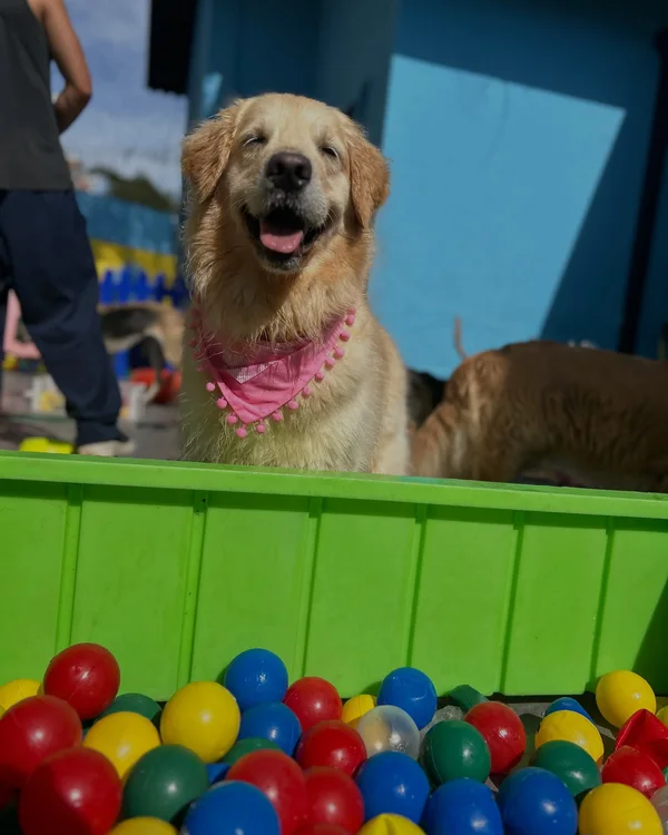 Golden retriever sorrindo na piscina de bolinhas