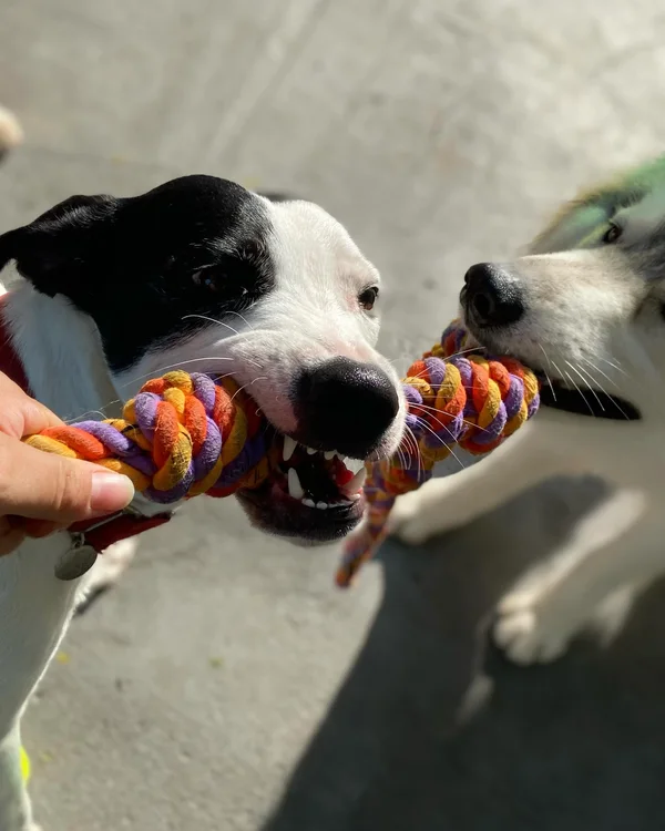 Dois cães brincando de cabo de guerra com uma corda colorida