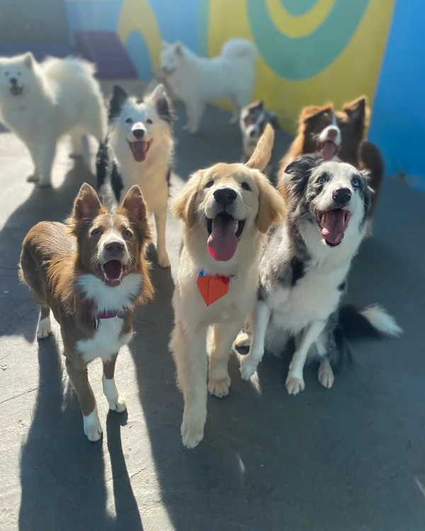 Turma de cães caminhando junto no pátio