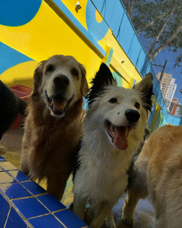 Golden e vira-lata sorrindo na borda da piscina de azulejo azul