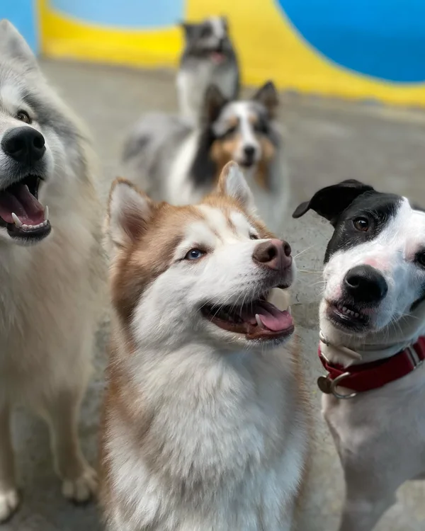Husky e border collie lado a lado no pátio