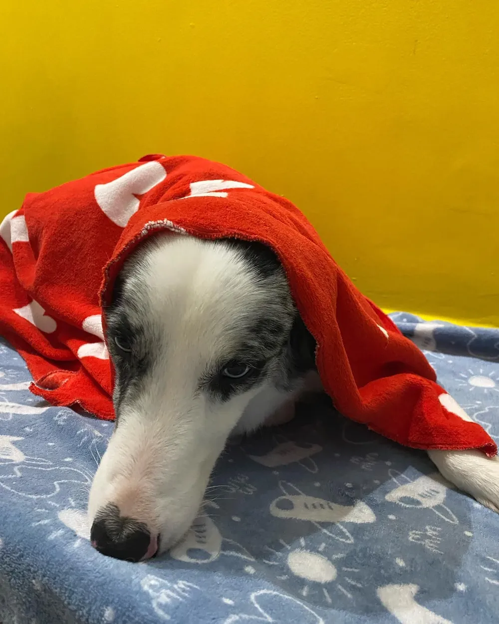 Border collie deitado na caminha, coberto com uma manta vermelha