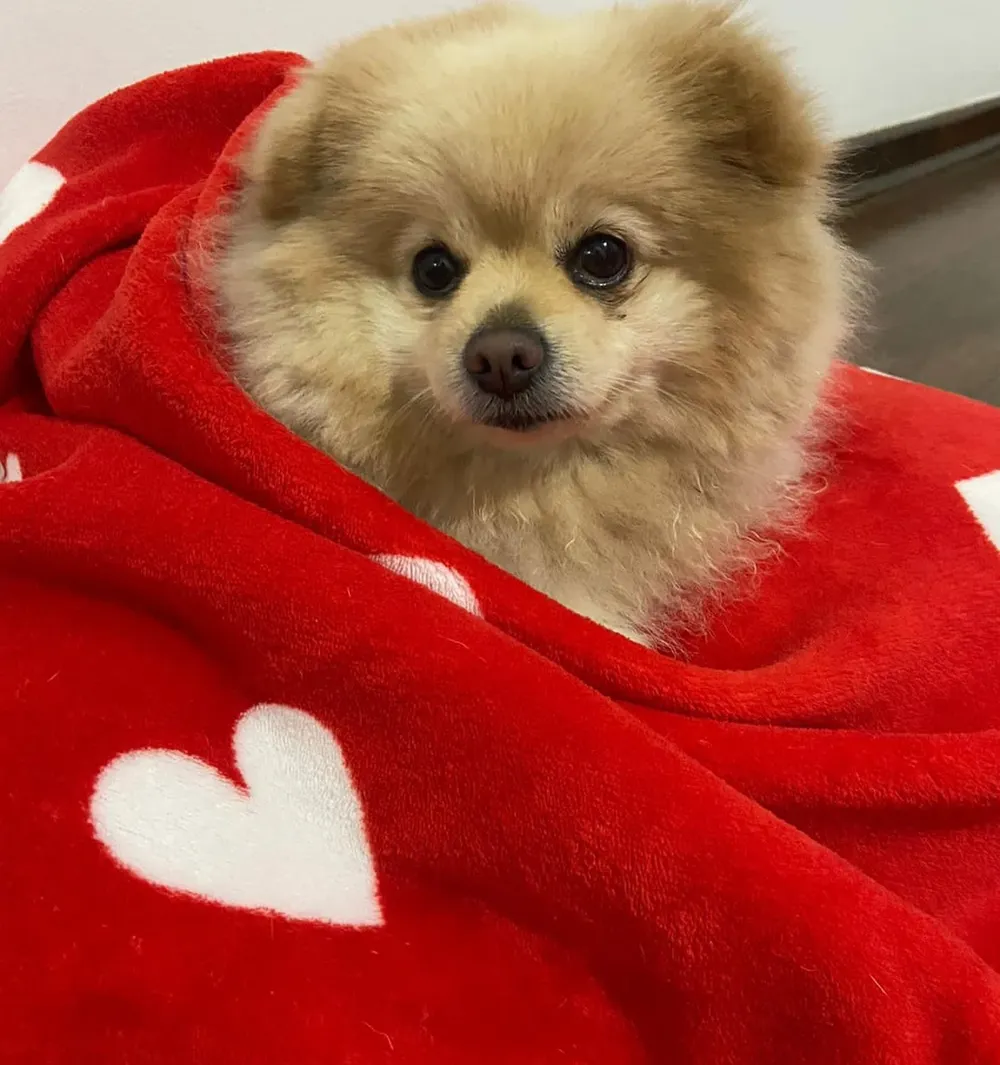 Lulu-da-pomerânia enrolado numa manta vermelha com coração