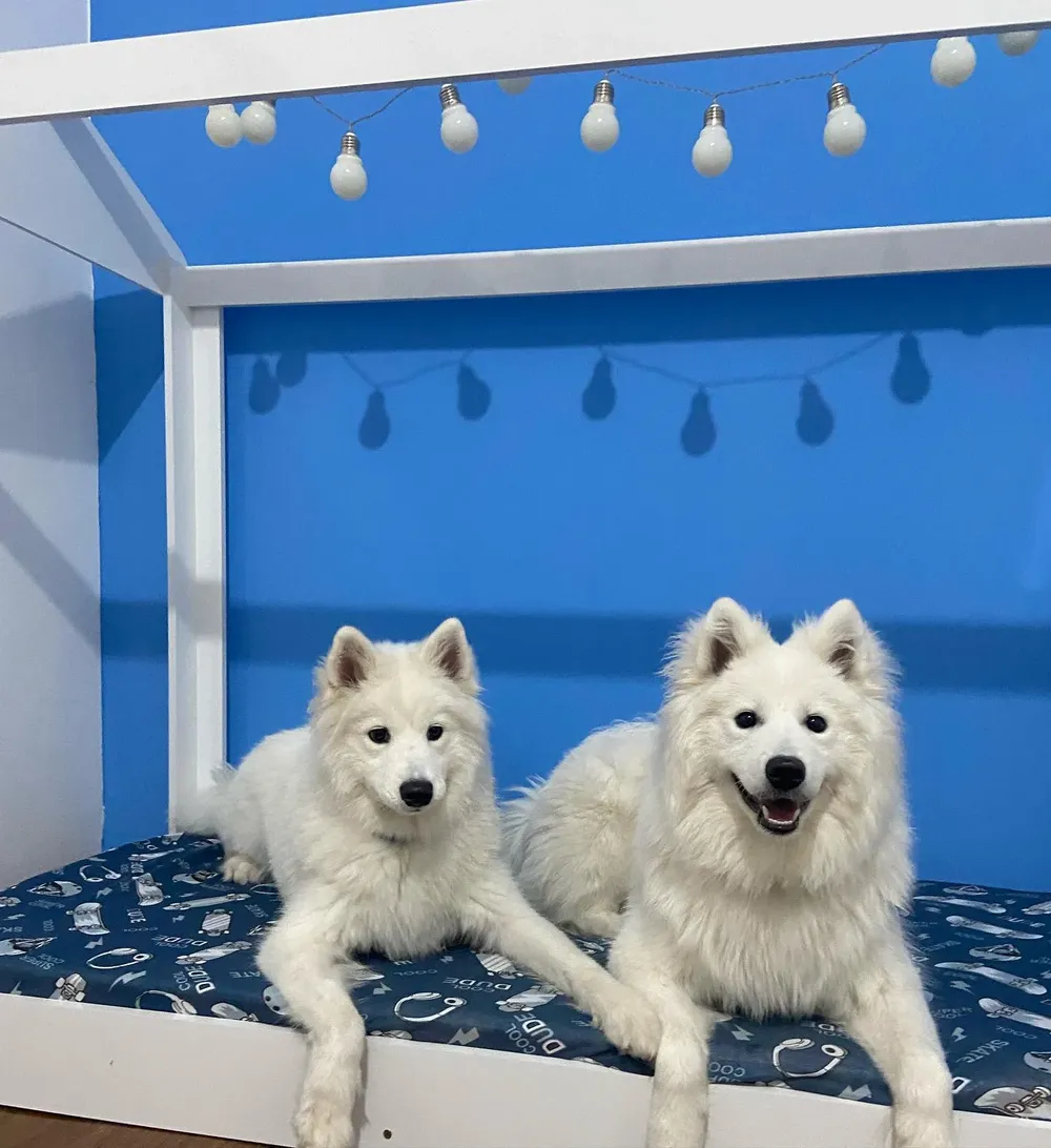 Dois samoiedas deitados lado a lado numa caminha-casinha