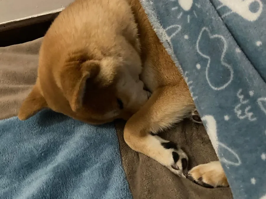 Cão dormindo enrolado numa manta, tranquilo