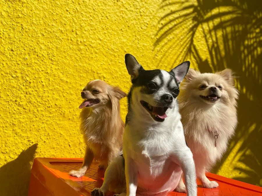 Três cães pequenos juntos, a turma dos pequenos da Good Times