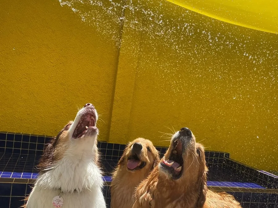 Cães olhando pro jato de água na área molhada, num dia de calor