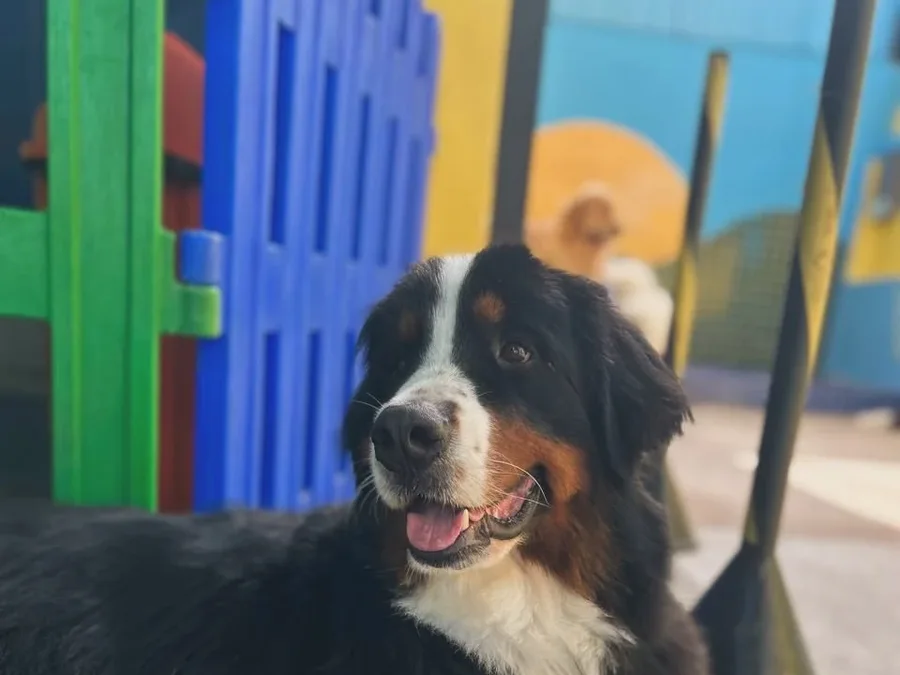 Bernese deitado e relaxado no pátio da Good Times